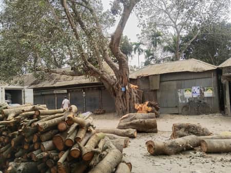 টেন্ডার ছাড়াই অর্ধশতাধিক বছরের পুরোনো বট গাছ কর্তন