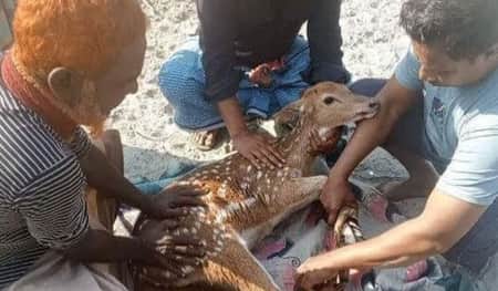 বাঘের তাড়া খেয়ে লোকালয়ে হরিণ