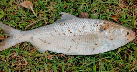 কোম্পানীগঞ্জে পুকুরে ধরা পড়লো রুপালি ইলিশ