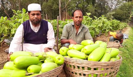 উচ্চ ফলনশীল জাতের বেগুনে লাভবান কৃষক আব্দুল্লাহ