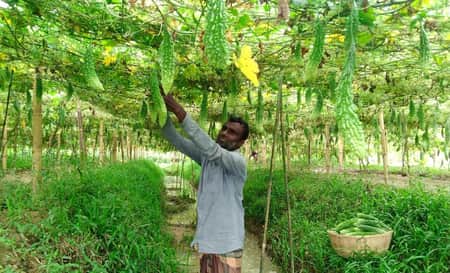 করলা চাষেই বদলেছে এক গ্রামের নাম.jpg