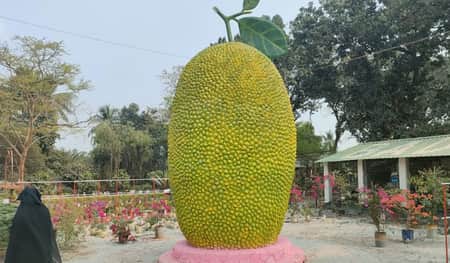 কাঁঠালের ভাস্কর্য ২১ ফুট লম্বা, ৯ ফুট প্রশস্ত