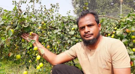 পতিত জমিতে কুলচাষ করে সফল কবির মিয়া কুল চাষ
