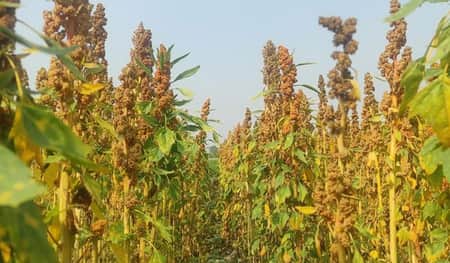সুপার ফুড ‌‘কিনোয়া’ চাষ হচ্ছে পঞ্চগড়ে