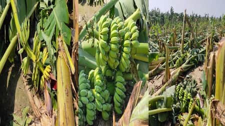 কলার বাগান