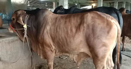 Cow