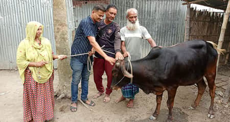 Cow