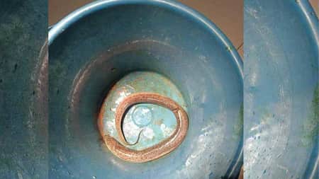অ.স্ত্রো.প.চারে বেরিয়ে এলো জ্যান্ত মাছ Fish