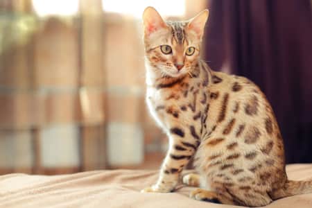 Bengal cats