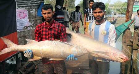 Lakkah Fish