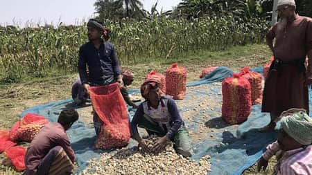 রসুনের বাম্পার ফলন, কেজি ১০০ টাকা Rosun