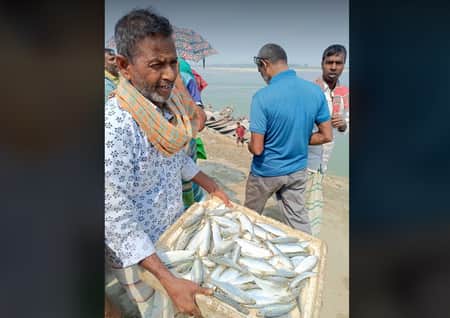 কাজিপুরে অবাধে চলছে জাটকা নিধন ও বিক্রি