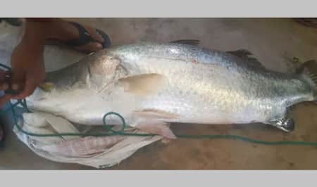 ২০ কেজির কোরাল