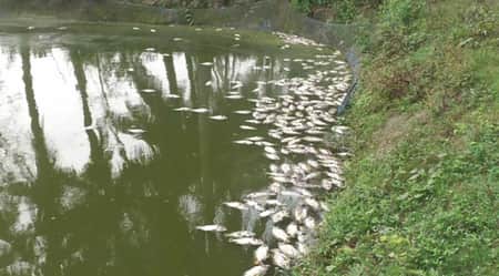 মারা যাচ্ছে কার্প জাতীয় মাছ