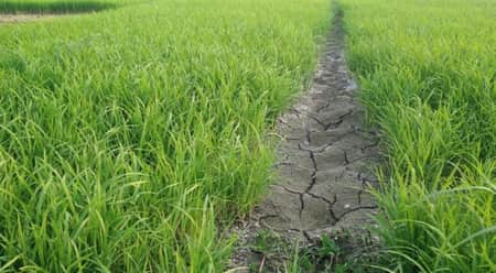 বোরো চাষিরা
