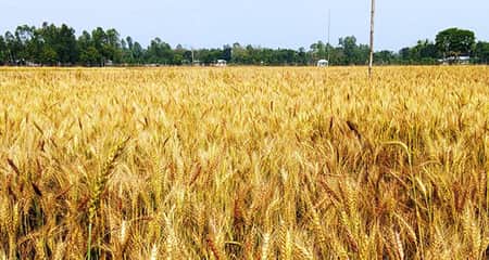 গম চাষ