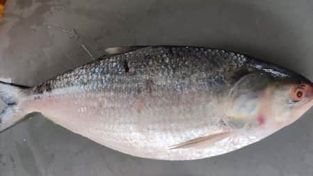 জেলের জালে ধরা পড়লো ২ কেজি ওজনের ইলিশ, দাম সাড়ে ছয় হাজার