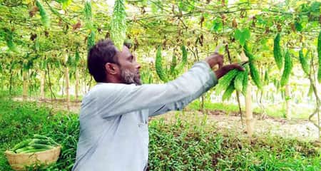 তেতো করলায় কৃষকের মিষ্টি সুদিন korola