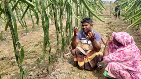 কৃষকের ২ হাজার ড্রাগন ফলের গাছ কেটে ফেলল দুর্বৃত্তরা dragon
