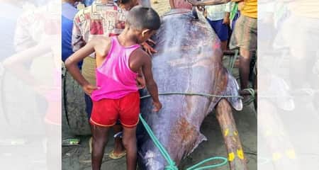 জেলের জালে ধরা পড়লো ৪০০ কেজি ওজনের দানব আকৃতির মাছ Fish