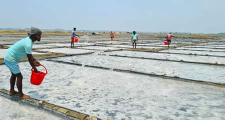 দেশে লবণ উৎপাদনে নতুন রেকর্ড Lobon
