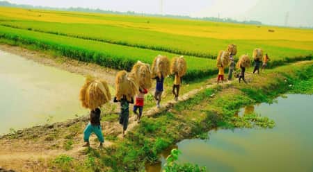 পাক ধরেছে চলনবিলের ধানে ধান