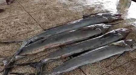 বঙ্গোপসাগরে ধরা পড়লো ৩ মণ ওজনের ৪টি পাখি মাছ