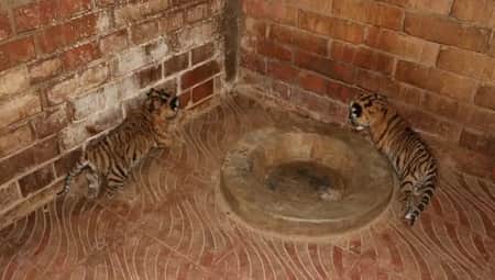 রাজ–পরীর ঘরে দুই নতুন অতিথি
