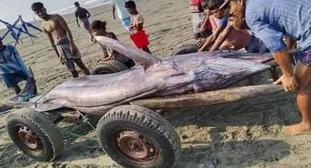 জালে ধরা পড়ল ৪০০ কেজি ওজনের ‘তলোয়ার মাছ’ মাছ