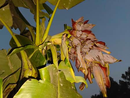 banana tree