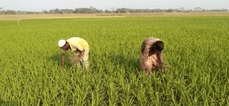 বোরো ধান পরিচর্যায় ব্যস্ত কৃষকরা boro dhan
