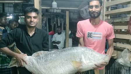 এক কোরাল মাছের দাম সাড়ে ৩২ হাজার টাকা koral fish