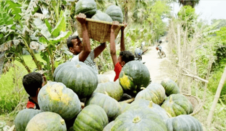 কুমিল্লায় কুমড়া চাষে লাভবান চাষীরা কুমড়া চাষ