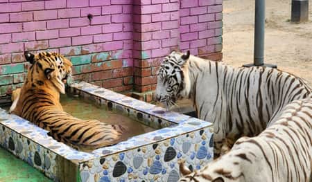 চিড়িয়াখানায় গরমে পশুর হাঁসফাঁস অবস্থা চিড়িয়াখানায় গরম