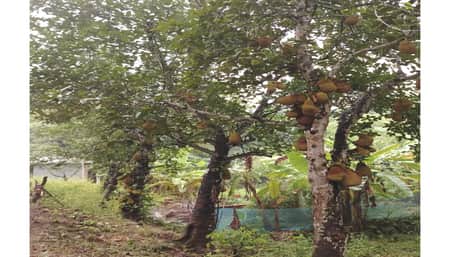 কাঁঠালের গ্রাম কালিবাড়ী