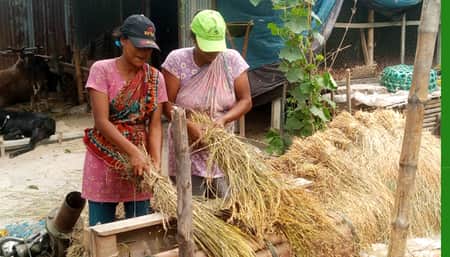 বগুড়ায় নারীদের ধান মাড়াই ও শুকানোর উৎসব