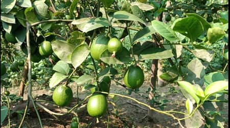 বারোমাসি লেবু চাষে সোহানের চমক (3)