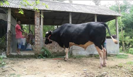 মানুষ দেখলেই ডিগভাজি, ৩০ মণ ওজনের গরুর নাম ‘জায়েদ খান’ মানুষ দেখলেই ডিগভাজি, ৩০ মণ ওজনের ষাড়ের নাম ‘জায়েদ খান’