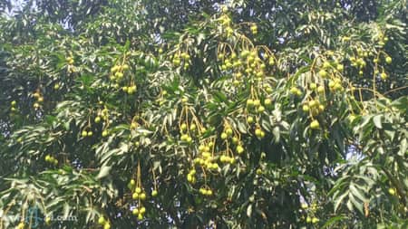 শ্রীপুরে তীব্র তাপদাহে ঝরে পড়ছে লিচু