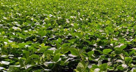 যতদূর চোখ যায় সয়াবিন আর সয়াবিন, ভাগ্য বদলে দিচ্ছে কৃষকদের সয়াবিন
