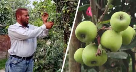 আপেল চাষে ইমরুলের চমক Apple Orchard