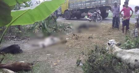 গরুর পালে উঠে গেল ট্রাক, ৬ গরু ও রাখালের মৃত্যু Cow