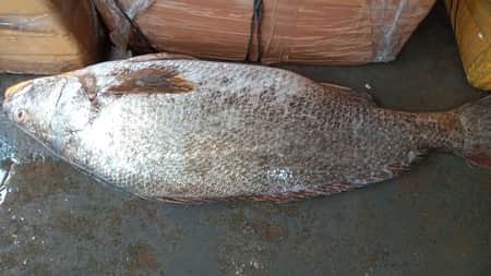 Datina fish