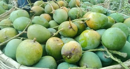 এ মাসেই মিলবে গোপালভোগ আম, হিমসাগর ও আম্রপালি জুনে Gopalvog Mango