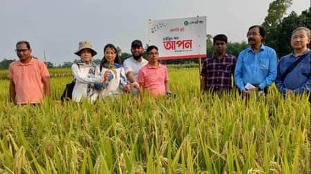 ‘আপন’ জাতের ধানের আবাদ পরিদর্শনে ক্ষেতে চীনা বিশেষজ্ঞরা