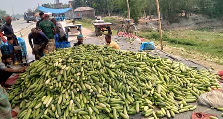 ৮ টাকার শসা যেভাবে হয়ে যায় ৪০ টাকা Sosa