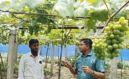 কুমিল্লার মাঠে বাড়ছে বাণিজ্যিক আঙুর চাষ angur