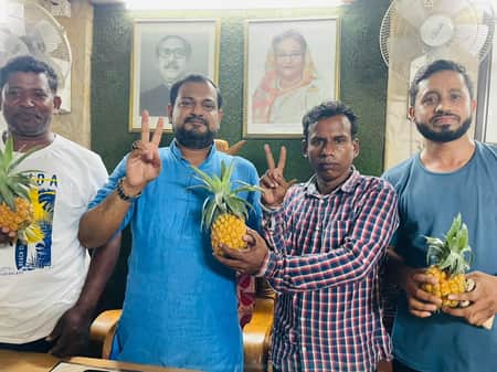 বাঞ্ছারামপুরে প্রার্থীর জনপ্রিয়তায় বাজারে বেড়েছে আনারসের দাম