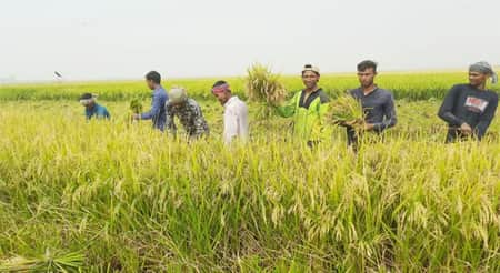 ১ মণ ধানের দামেও শ্রমিক মিলছে না dhan