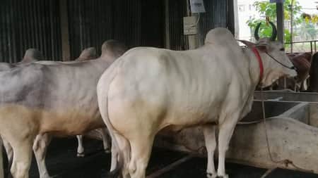 ভারতীয় গরুর কারণে দেশি গরুর দাম কমার শঙ্কা